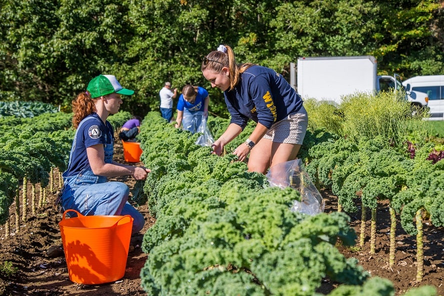 Two students picking kale at a local farm.