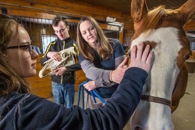 Equine Science student working with a horse.