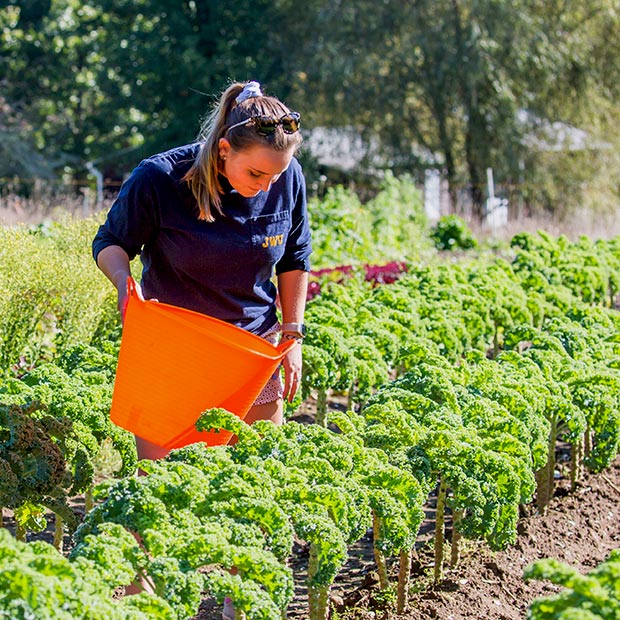 A JWU student picking vegetables at a farm