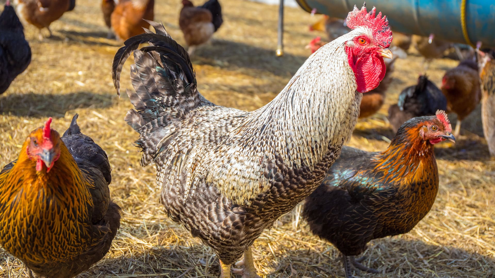 Poultry at Wild Harmony Farm
