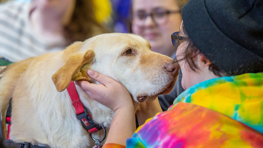 A student pets a yellow labrador dog