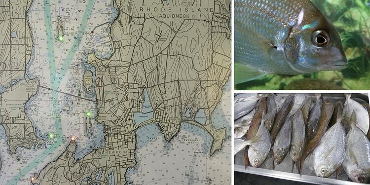 Nautical map of RI, photos of scup and butterfish.