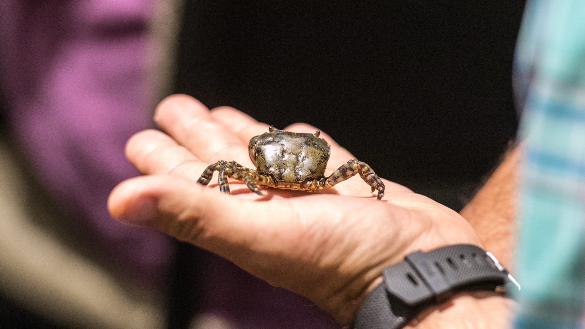 The invasive Asian crab on display at the Sustainable Seafood Symposium.
