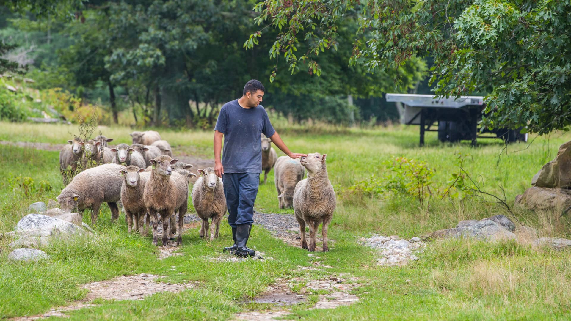 Victor walks the sheep on the farm.