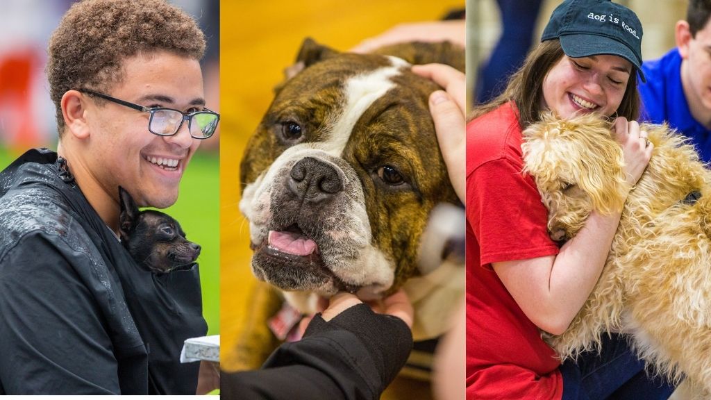 Collage: Trio of students with canine buddies. 