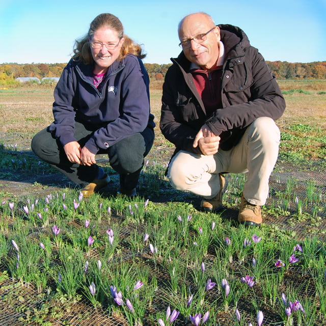 URI Professor Rebecca Brown (left) and postdoctoral researcher Rahmatallah Gheshm pose in front of their experimental crop of saffron on the URI campus. URI Photo: Todd McLeish