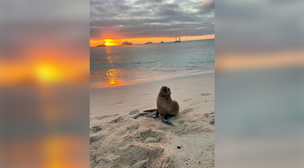 Seal pictured on beach 