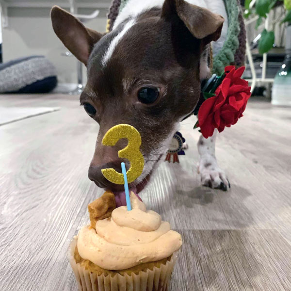 Earl Grey with his pupcake for his third birthday.