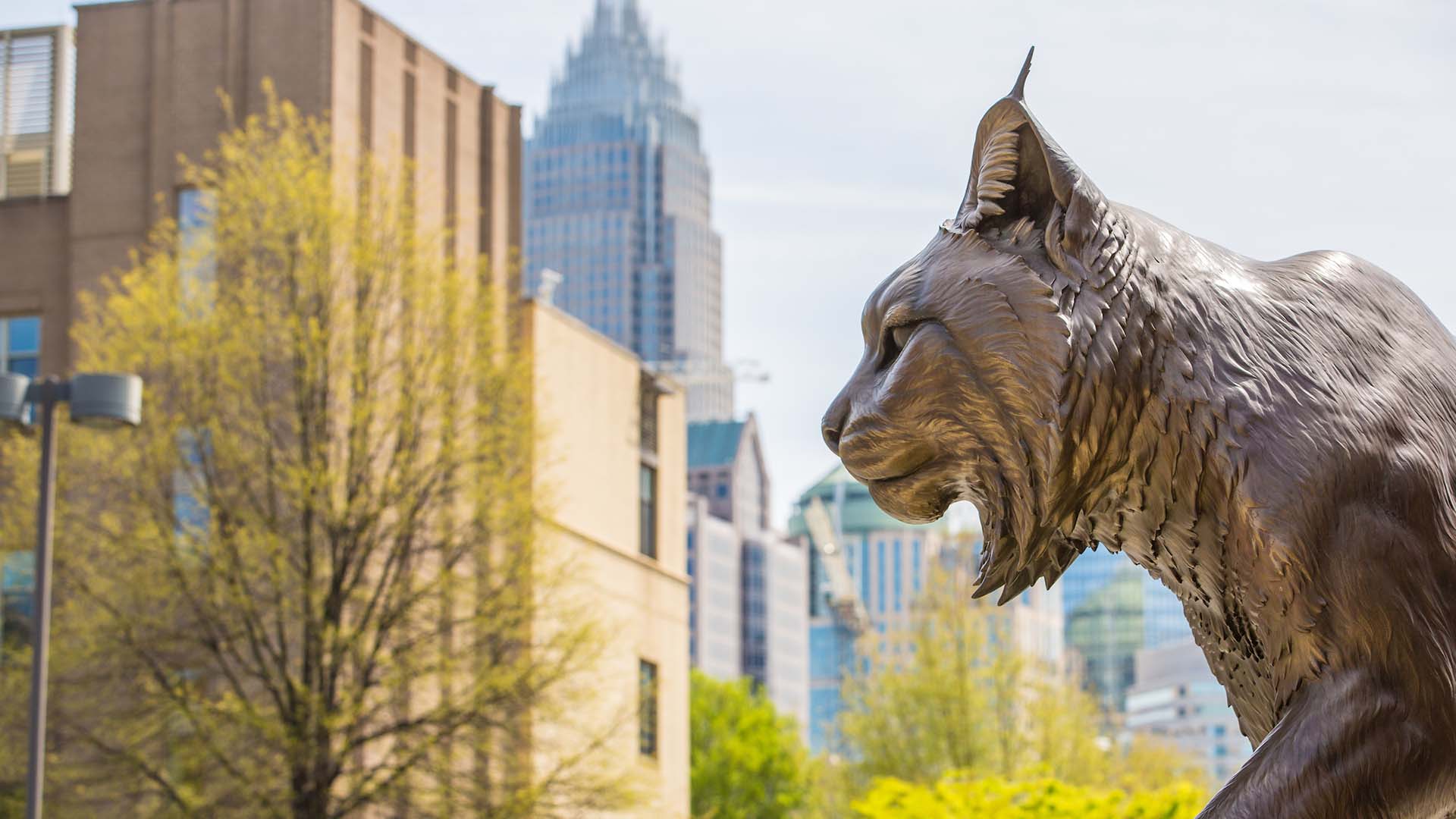 Wildcat statue in front of the Charlotte Campus Wildcat Center