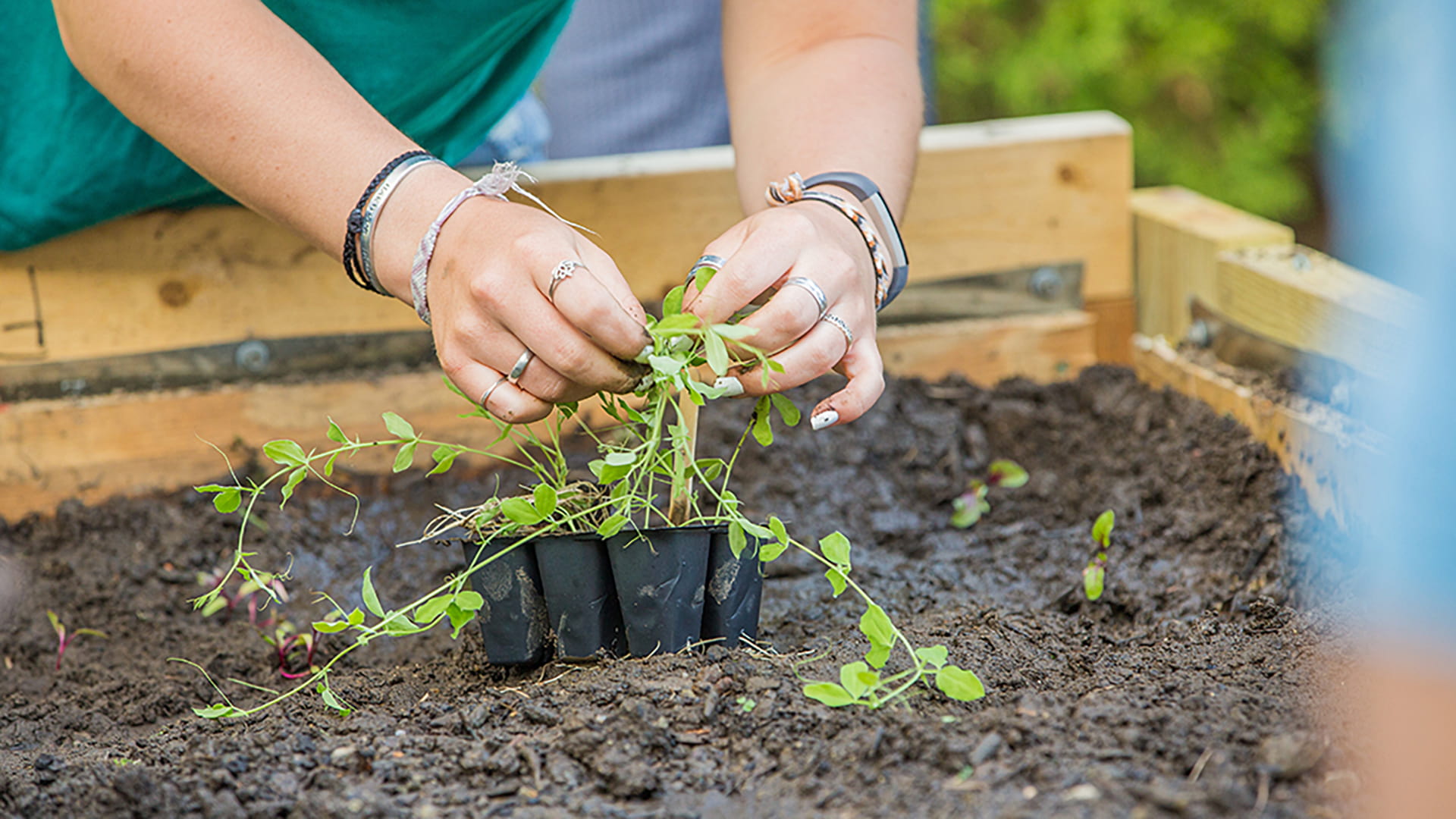 Close-up of hands taking seedlings out of a container in a raised garden bed