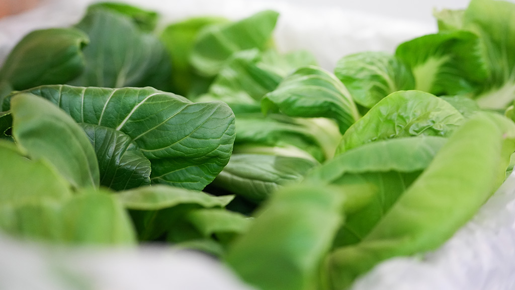 a closeup of freshly harvested bok choy